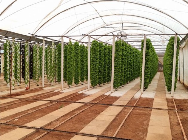 Hakuna Matata Farms